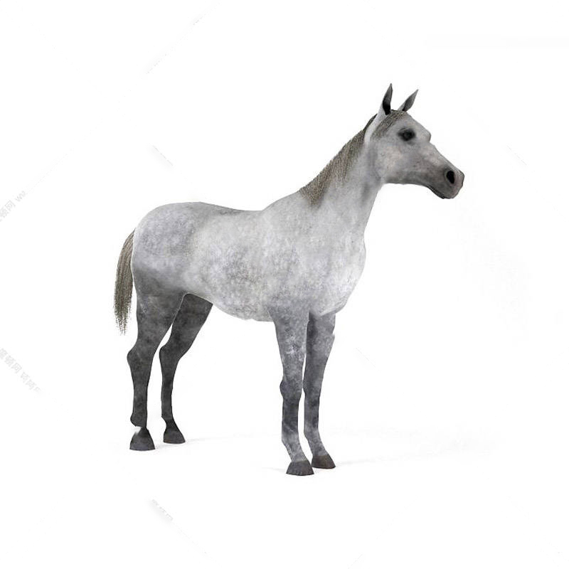动物模型马模型